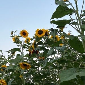 Meet your Posher, Jeta